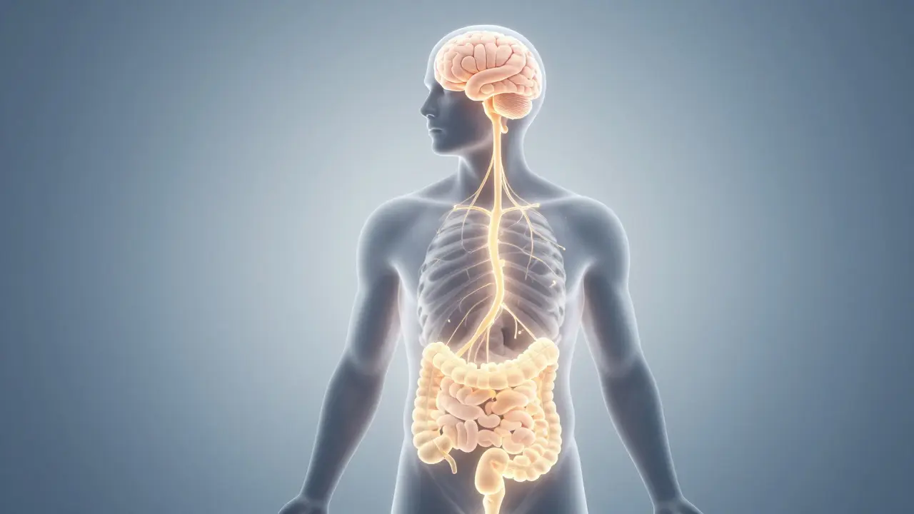 Glowing gut connected to the brain via nerves, symbolizing mood and wellness.
